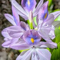 ホテイアオイ,お花,つぼみ,沖縄,可愛い♡の画像