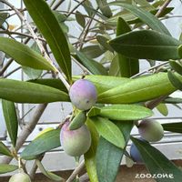 オリーブ,ルッカ,実がなる,植物のある暮らし,植物の生命力の画像