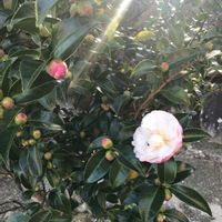 サザンカの画像