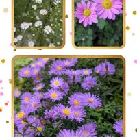 シュウメイギク,小菊,秋明菊,クジャクアスター,友禅菊の画像