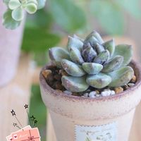 火祭り,多肉植物いろいろ,多肉葉挿し,エケベリア　ストーンヘンジ,エケベリア　ストーンヘンジの画像