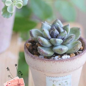 火祭り,多肉植物いろいろ,多肉葉挿し,エケベリア　ストーンヘンジ,エケベリア　ストーンヘンジの画像