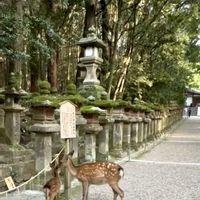 イチョウ,イチョウ,奈良公園の画像