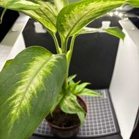 ディフェンバキア,観葉植物,ホームセンター,ディフェンバキア属の画像