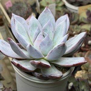 ブラックサバス,ジョゼリン,多肉植物,多肉植物のある暮らし,ドイツシャンペーンの画像