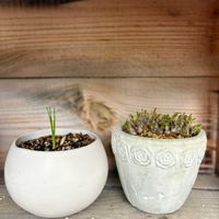 オーニソガラム,アルブカ,アルブカ スピラリス フリズルシズル,オーニソガラム　リトプソイデス,多肉植物の画像