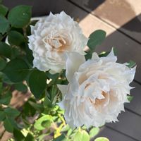 バラ　ザ セレスティアル,お花,ばら バラ 薔薇,おうち園芸,庭の画像