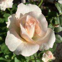 バラ　サザンホープ,お花,ばら バラ 薔薇,おうち園芸,庭の画像