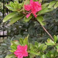 ツツジ,ツツジ,ツツジ科,綺麗✨,公園散歩の画像