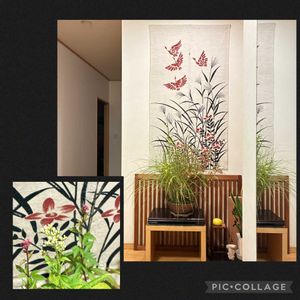 ススキ,フジバカマ,盆栽,草もの盆栽,今日のお花の画像