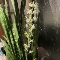 サンスベリアの画像