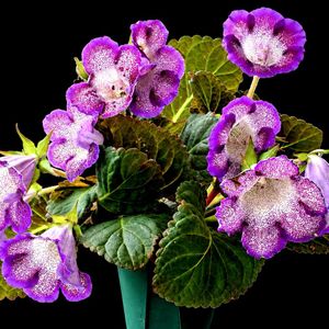 シンニンギア, グロキシニア,植物男子ベランダー,おうち園芸,キッチンの画像