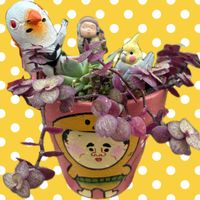 カリシア,ハロウィン鉢,和菓子の日,ｵｹﾂの日,繋がりに感謝♡の画像