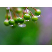マンリョウ,水滴,広い庭の画像