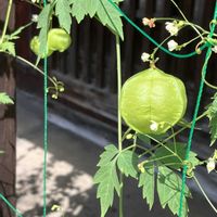 フウセンカズラ,イヌタデ,フウセンカズラの花,初めての花♡,綺麗の画像