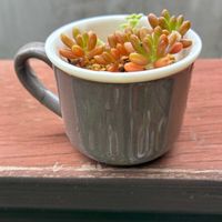 セダム,虹の玉,多肉植物,多肉寄せ植え,セダム寄せ植えの画像