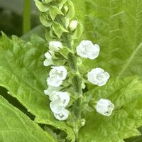 シソ,シソ,青紫蘇,青紫蘇, 紫蘇の画像
