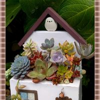 多肉植物 寄せ植え,マランタ,シマちゃんだぉ,観葉植物,開花の画像