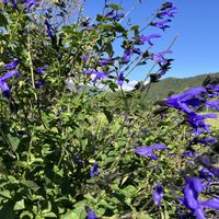 メドーセージ,サルビア・ガラニチカ,多年草,花のある暮らし,畑の花の画像