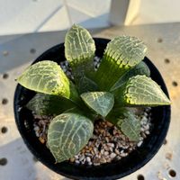ハオルチア,ハオルチア オブツーサ,紫帝玉,ハオルチア コンプト,多肉植物の画像