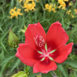 モミジアオイ,花のある暮らし,no green no life,ミッチの会,小さな庭の画像