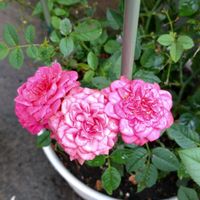 ミニバラ,ミニチュアローズ,鉢植え,ガーデニング,植え込みの画像