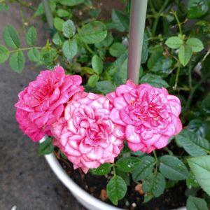 ミニバラ,ミニチュアローズ,鉢植え,ガーデニング,植え込みの画像