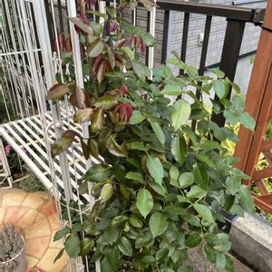 薔薇,ピエールドゥロンサール,ピエールドゥロンサール,ガーデニング,ローズの画像