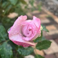 薔薇,ボルドヌイ（夜間飛行）,ボルドヌイ（夜間飛行）,ガーデニング,ローズの画像
