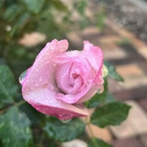 薔薇,ボルドヌイ（夜間飛行）,ボルドヌイ（夜間飛行）,ガーデニング,ローズの画像
