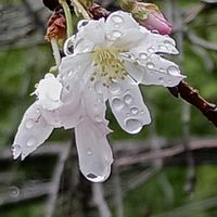 サクラ,サンパチェンス,サンパチェンス,カリステモン,スズメバチ。の画像