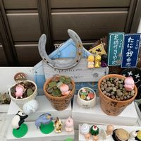 アロエ,フジバカマ,アロマティカス,カリシア,西洋フジバカマの画像