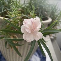 カーネーション,鉢植え,開花,白い花,緑が好きの画像