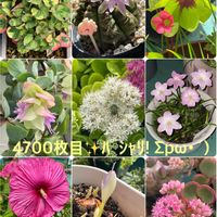 オレガノ,ゼフィランサス,ドクダミ,ミセバヤ,ラッキークローバーの画像