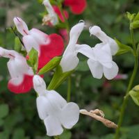 チェリーセージ,チェリーセージ ホットリップス,安曇野,赤い花✨,✨今日のお花✨の画像