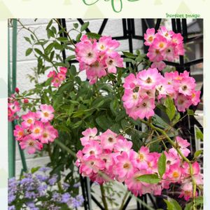 バラ,バラ,可愛らしい,花のある暮らし,ピンク大好きの画像