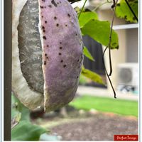 アケビ,どんな味？,ウォーキングの楽しみの画像