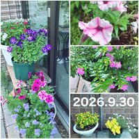 クフェア,玄関アプローチの画像