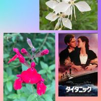 ガウラ,チェリーセージ,花のある暮らし,GSのみなさんに感謝♡,ありがとう♡の画像