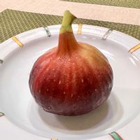 イチジク,イチヂク,無花果の実,イチジクの実,ユーミンつながりの画像