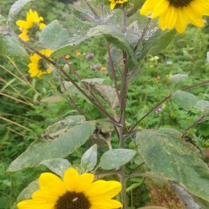 イヌタデ,シロタエヒマワリ,銀葉ヒマワリ,放置栽培,お花のある暮らしの画像