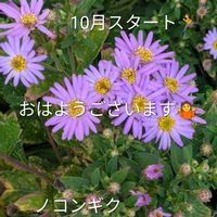 ナス,ピーマン,コラージュ,高校野球,番外編☆の画像