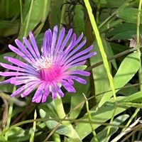 マツバギク,素敵な出会いに感謝,今日も元気で,今日も笑顔で♡,花を通じて愛と平和をの画像