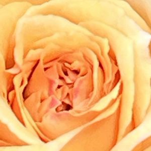 バラ,薔薇,ばら,素敵な出会いに感謝,今日も元気での画像