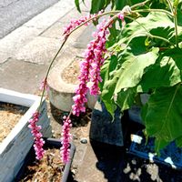 柿の木,イヌタデ,オオケタデ（大毛蓼),オオケタデ（大毛蓼),大きな柿の木のある風景の画像