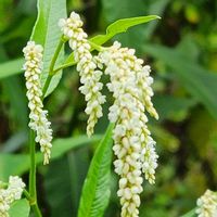 コルチカム,オオイヌタデ(シロバナ),酔芙蓉（すいふよう）の画像