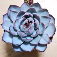 ミックスベリア 龍鱗蓮華,多肉植物,多肉大好き,多肉中毒,多肉多肉多肉の画像