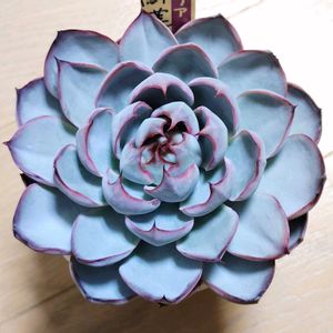 ミックスベリア 龍鱗蓮華,多肉植物,多肉大好き,多肉中毒,多肉多肉多肉の画像