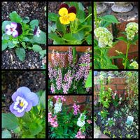 カルーナ,地植え,花のある暮らし,ビオラ♡,小さい花壇の画像