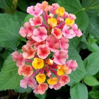 カーネーション,スーパーランタナ・トロピカルサンセット,スーパーランタナ・トロピカルサンセット,花のある暮らし,癒しの花の画像